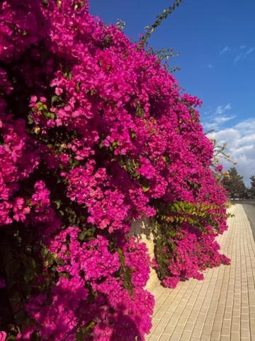 クークリア2 Palaepaphos Gardensアパートメント エクステリア 写真